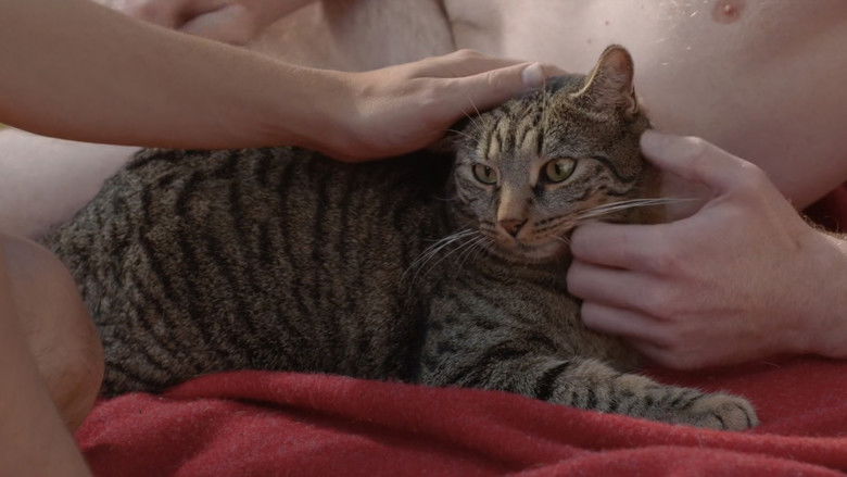 кадр из фильма Кот