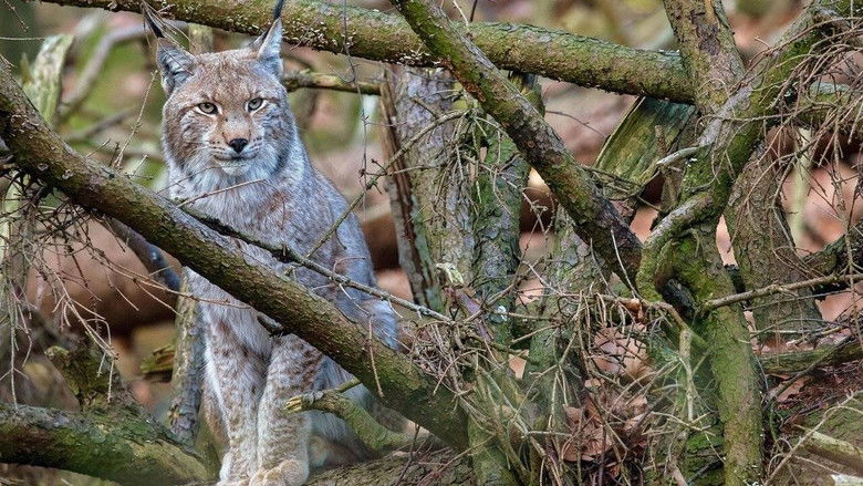 La forêt des félins: Chats sauvages et lynx du Harz