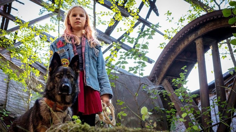 Овчарка Рой