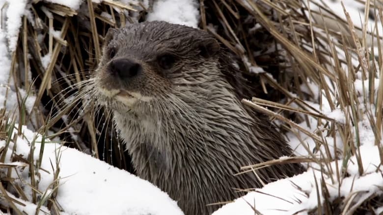 кадр из фильма Seasons of the Otter