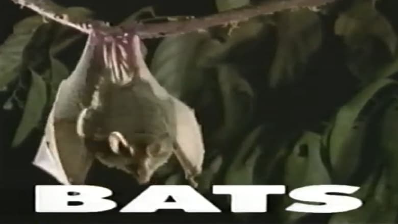 кадр из фильма Predators of the Wild: Bats