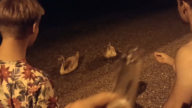 кадр из фильма Von Schwänen und Menschen