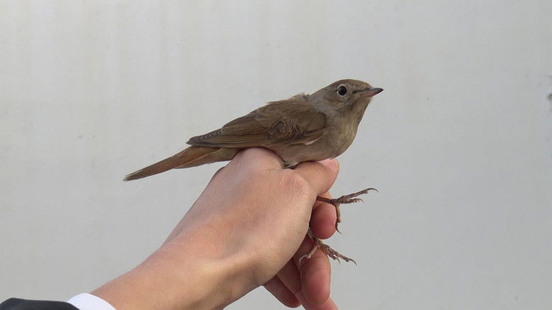 кадр из фильма La visita de un pájaro