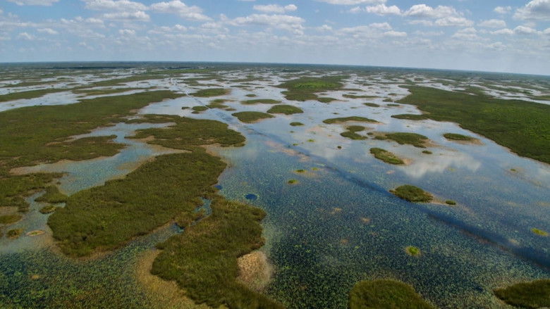 кадр из фильма Wild Florida