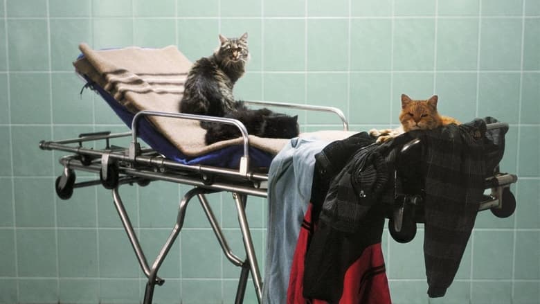 кадр из фильма Смерть господина Лазареску