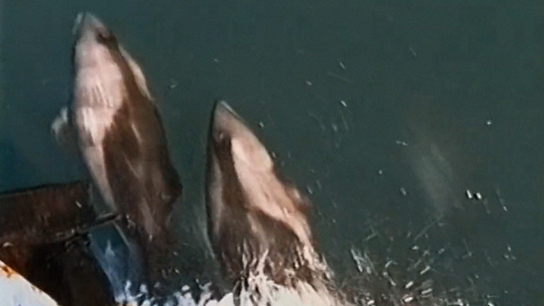 кадр из фильма My Mercury