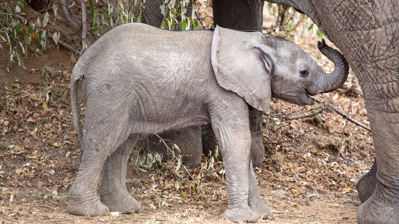 кадр из фильма Little Giant