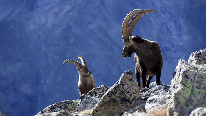 National Geographic - Wilde Alpen
