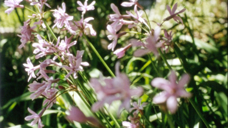 кадр из фильма Colophon (for the Arboretum Cycle)