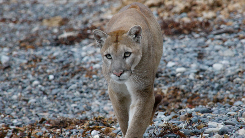 кадр из фильма Big Sur: Wild California
