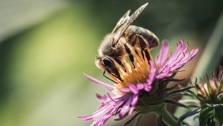 кадр из фильма Où sont passées les hirondelles ?
