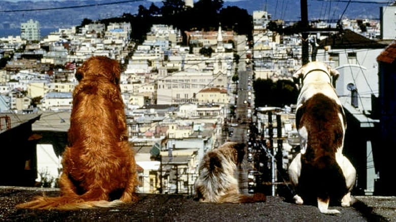 кадр из фильма Дорога домой 2: Затерянные в Сан-Франциско