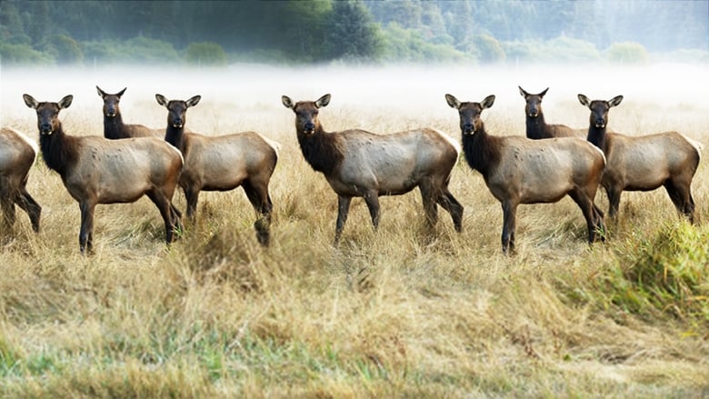 кадр из фильма The Olympic Elk