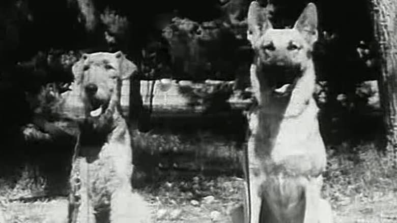 кадр из фильма War Dogs