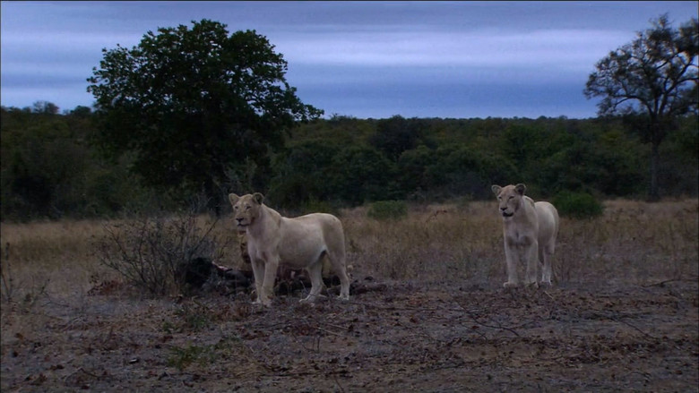 кадр из фильма The White Lions