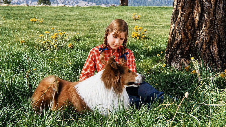 кадр из фильма Lassie: Joyous Sound