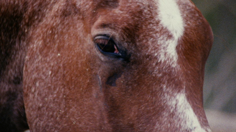 кадр из фильма Horse Language