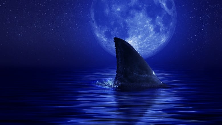 кадр из фильма Акулы И Луна. Удивительная Связь