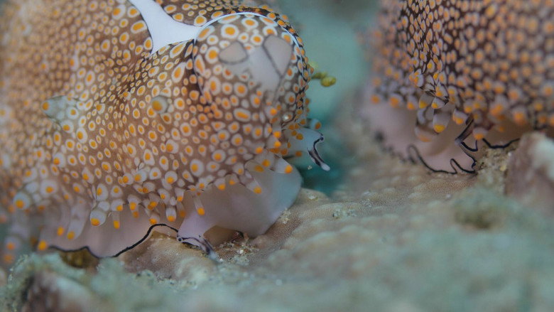 кадр из фильма Shells: Shaped by Nature