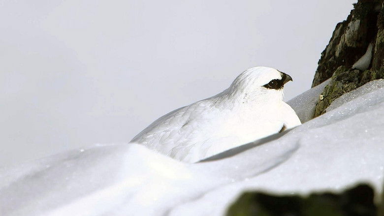 Winter in den Schweizer Alpen