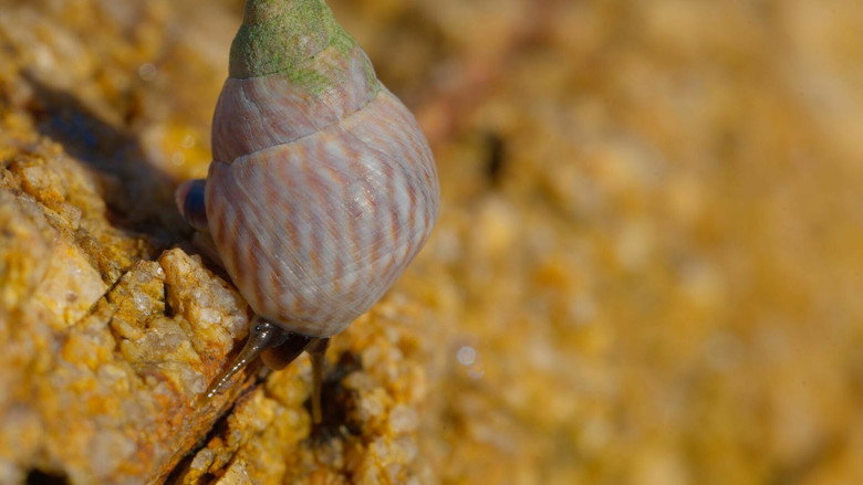 кадр из фильма Shells: Shaped by Nature
