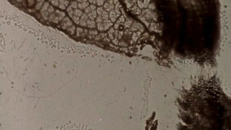 кадр из фильма Mothlight