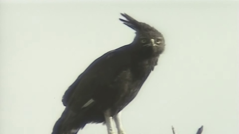 кадр из фильма アフリカ動物パズル