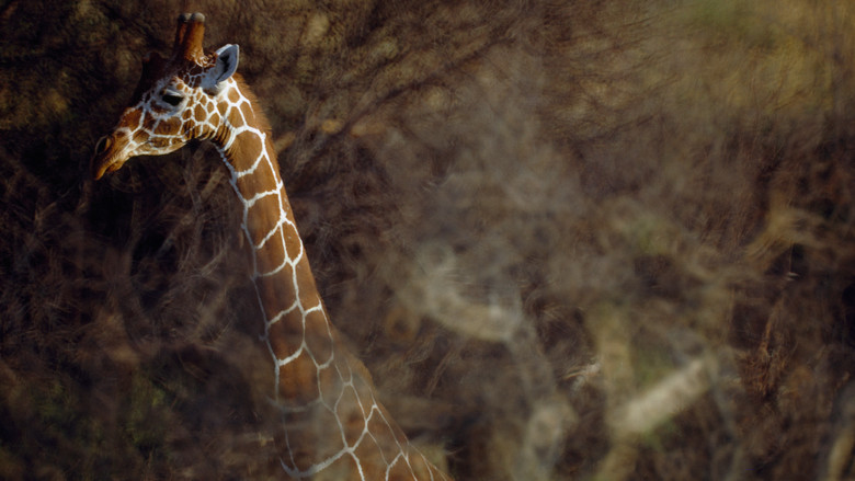 кадр из фильма Symphony for Our World