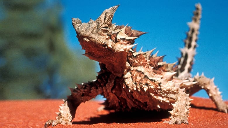 кадр из фильма Sky Safari: Australia