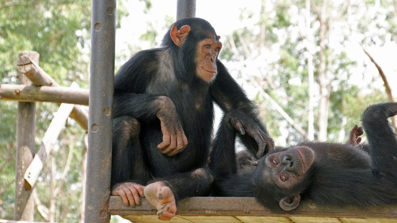 кадр из фильма Schimpansen im Kongo mit Jane Goodall