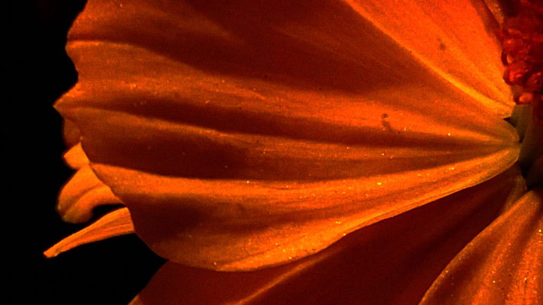 кадр из фильма Emergence