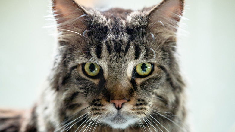 кадр из фильма Empire félin