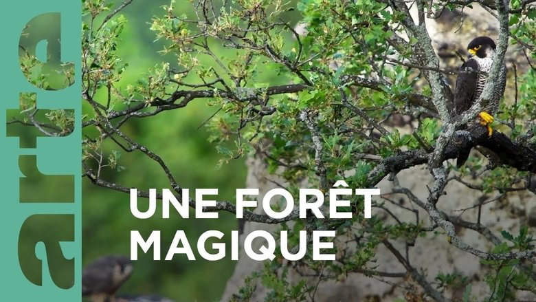 кадр из фильма Au cœur d'une forêt magique