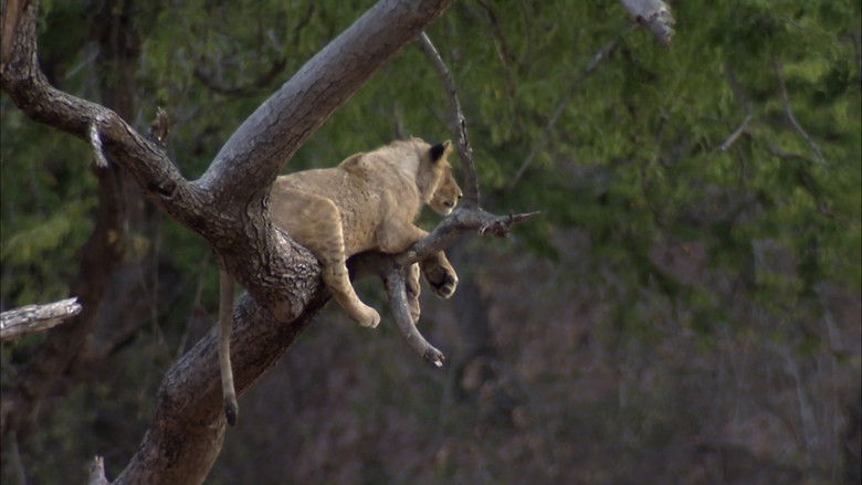 кадр из фильма Predator's Playground