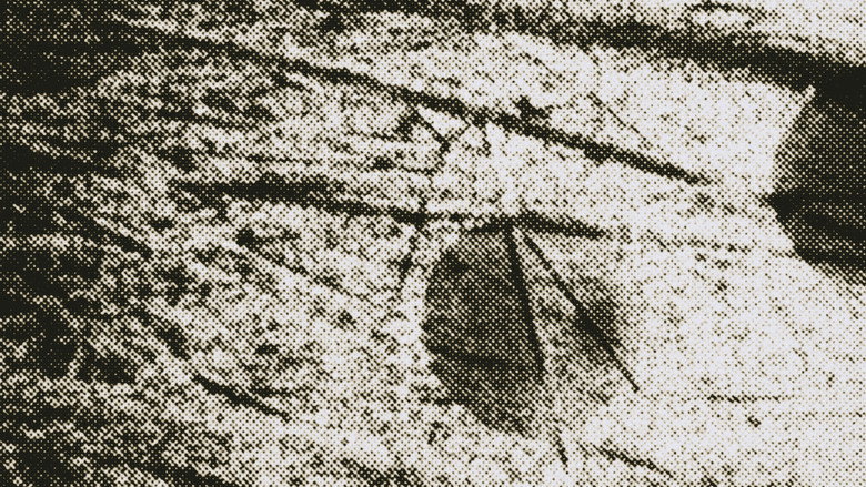 Przez pole
