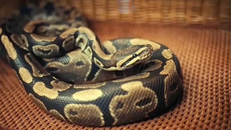 кадр из фильма Анаконда