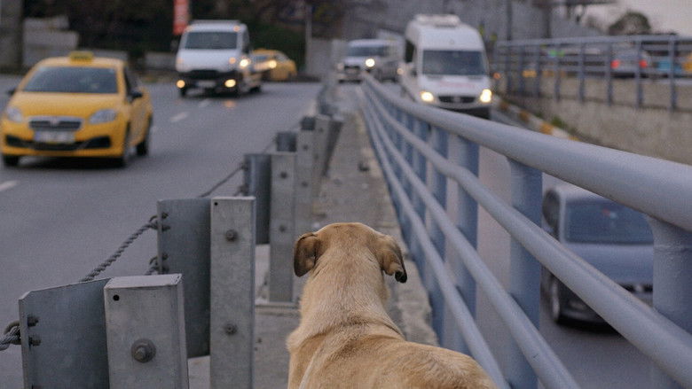 кадр из фильма Stray