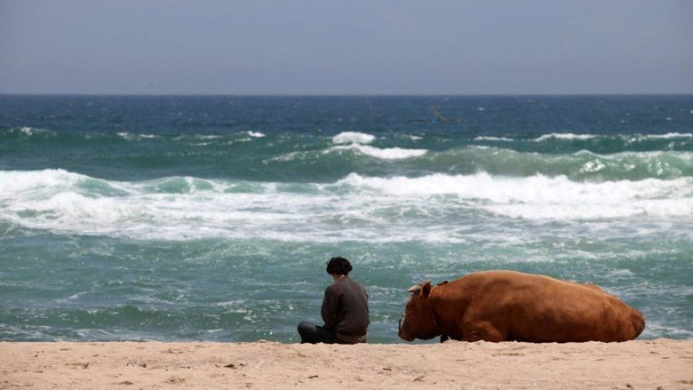 кадр из фильма 소와 함께 여행하는 법