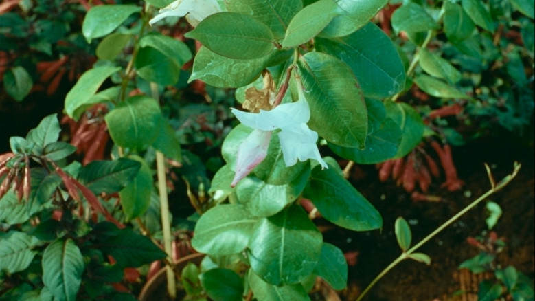 кадр из фильма Наша музыка