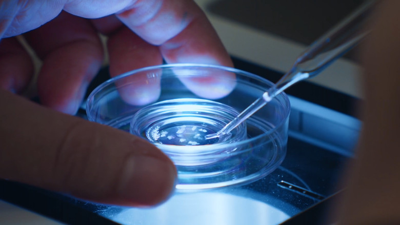 кадр из фильма Le rêve des cigognes