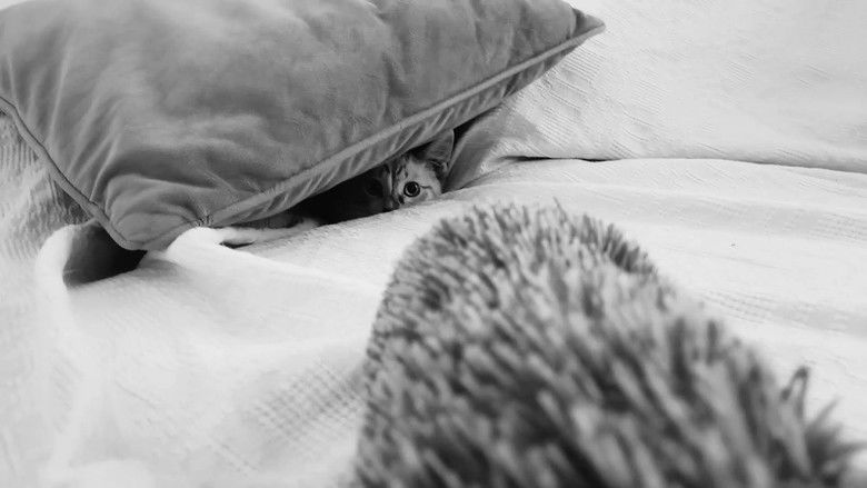 кадр из фильма Fúria AsSISSIna