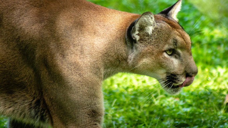 кадр из фильма Путь пантеры
