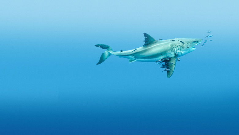 кадр из фильма Most Wanted Sharks