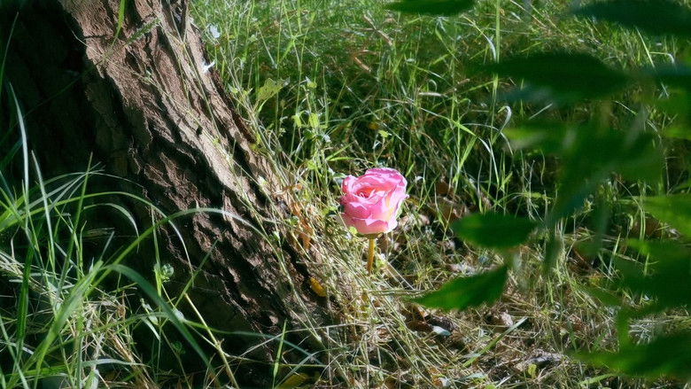 кадр из фильма مرثية روح