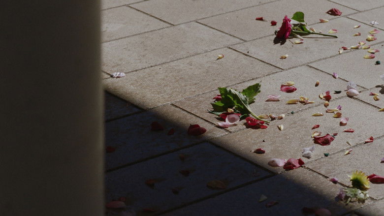 кадр из фильма Conference of the Birds