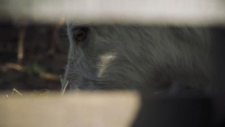 кадр из фильма Yazgülü