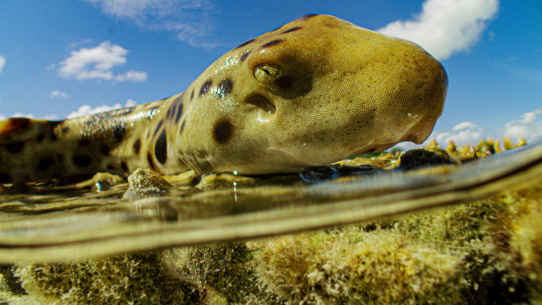 кадр из фильма 50 Shades of Sharks