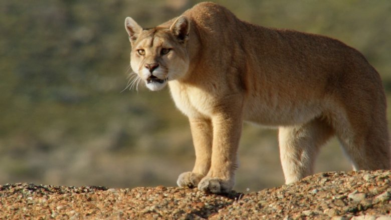 кадр из фильма Into the Puma Triangle