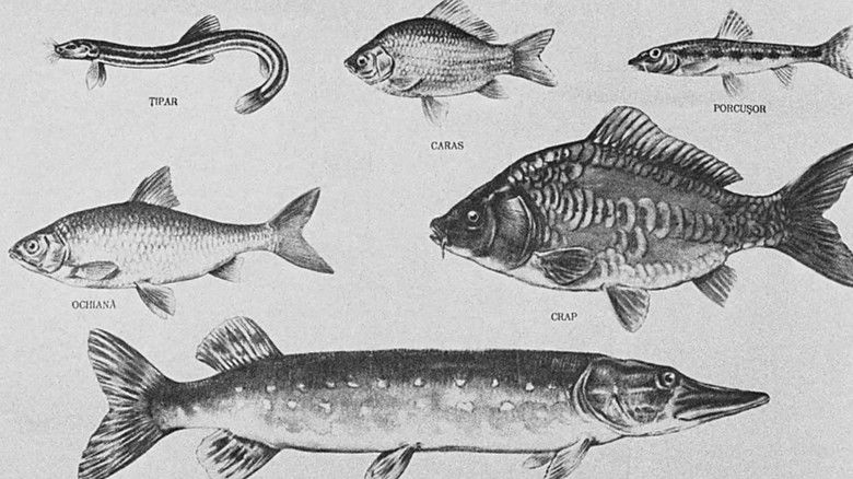 кадр из фильма Piscicultura