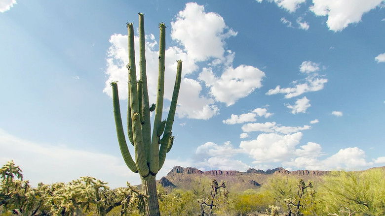 кадр из фильма Kaktus Hotel